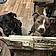 Gypsy And Beaux