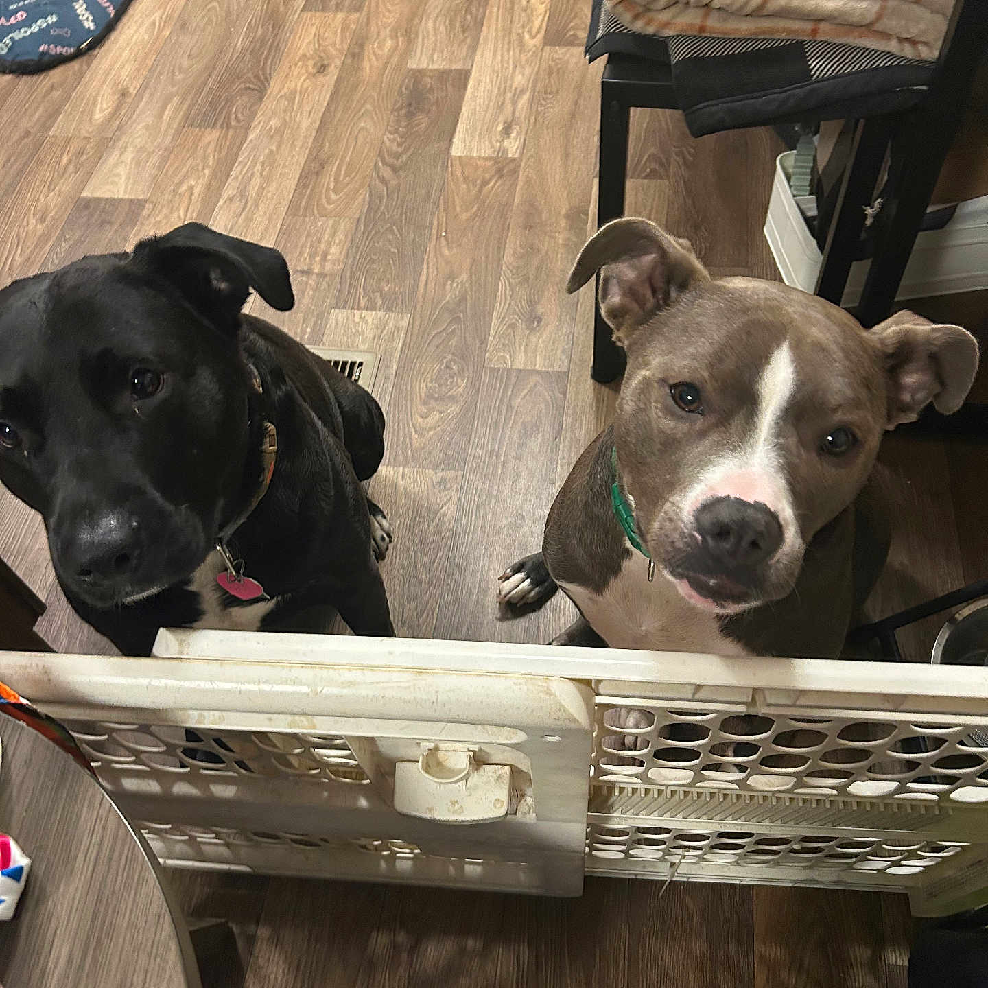 Gypsy And Beaux