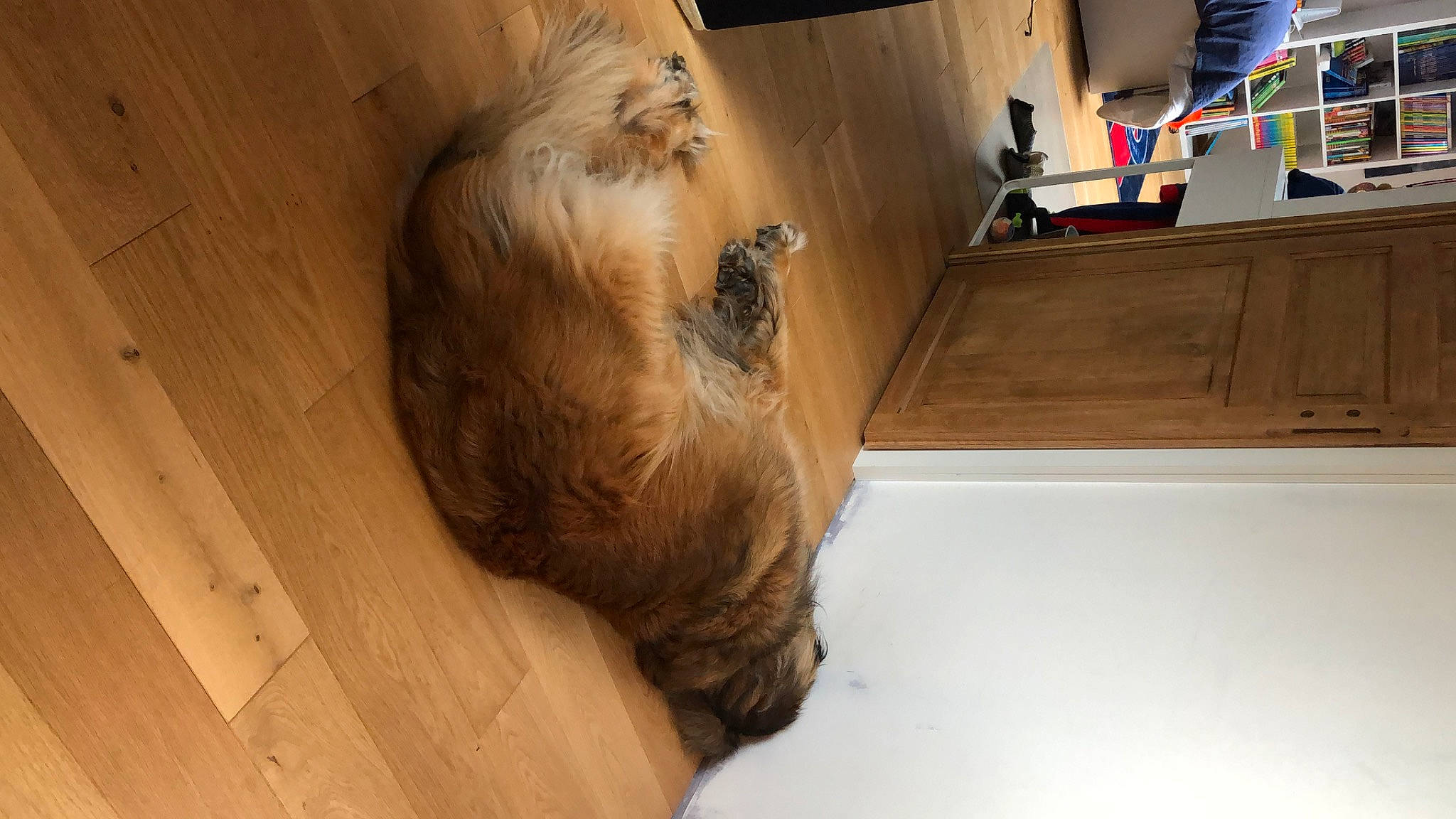 Olga participe au concours pour gagner de l'argent avec cette photo : carnivore, companion_dog, dog, dog_breed, fawn, felidae, floor, flooring, fur, hardwood, liver, plank, plywood, tail, varnish, whiskers, wood, wood_flooring, wood_stain, working_animal