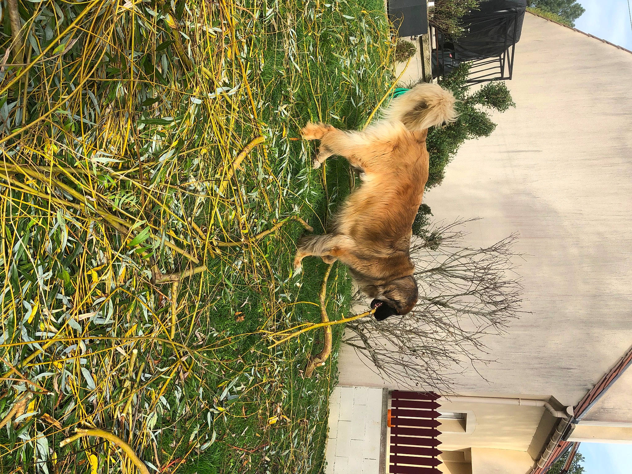 Olga a rejoint le concours — aidez-le/la à gagner de superbes lots ! canidae, carnivore, companion_dog, dog_breed, fawn, felidae, fur, grass, metal, plant, shadow, shrub, small_to_medium_sized_cats, tail, tree, trunk, twig, wildlife, window, wood