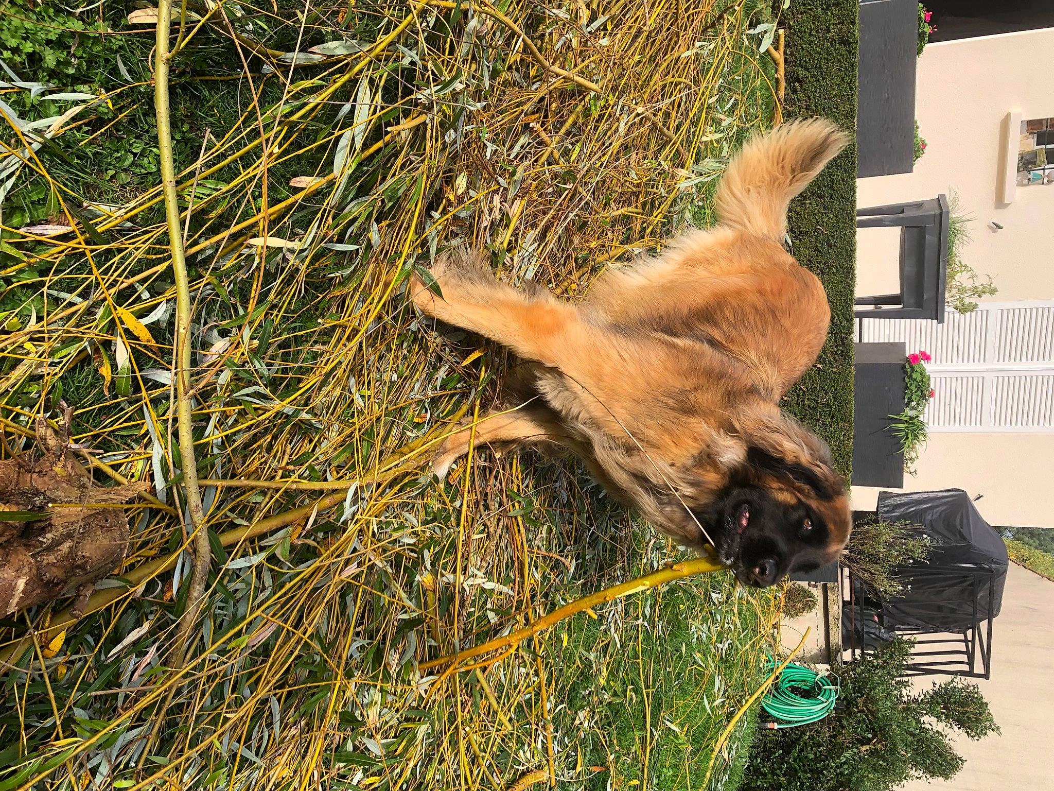 Olga a rejoint le concours — aidez-le/la à gagner de superbes lots ! companion_dog, dog_breed, fawn, fur, grass, liver, plant, soil, tail, terrestrial_animal, twig, window