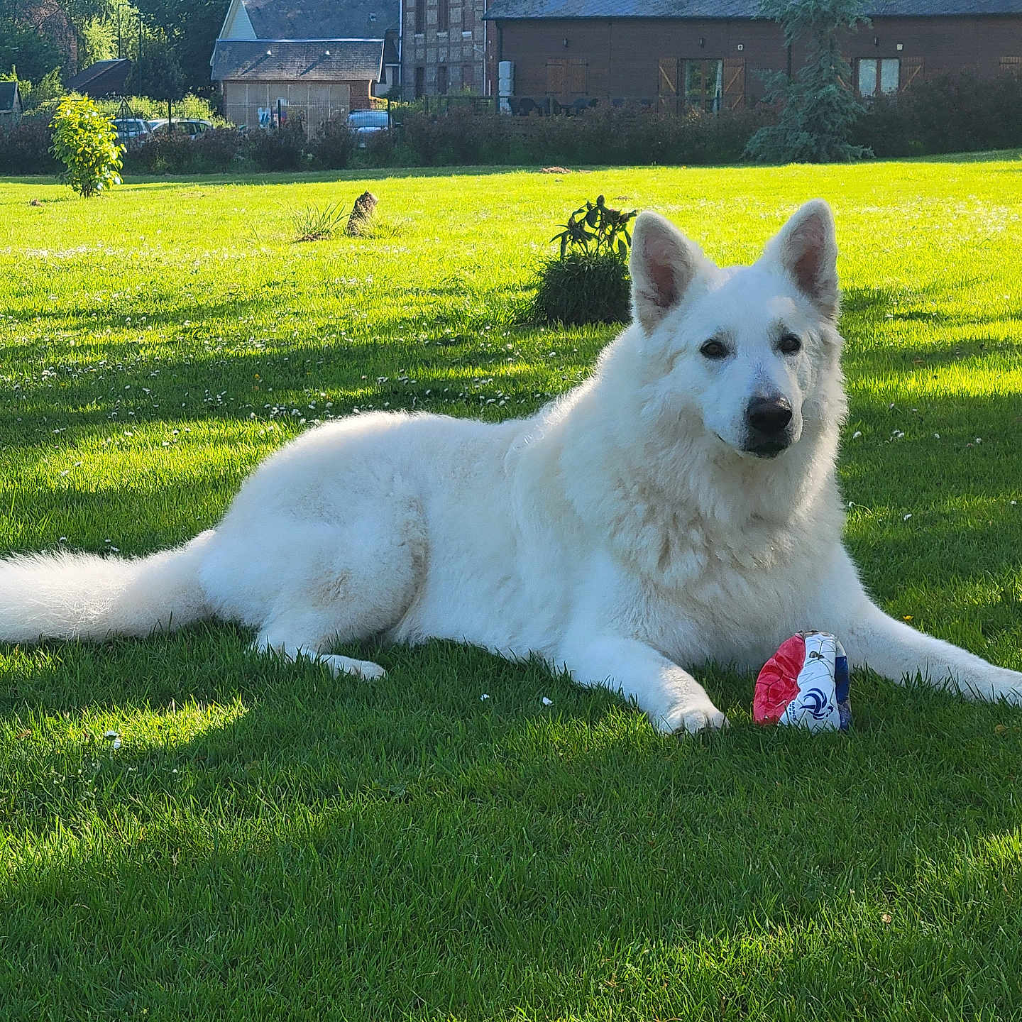 Paco a rejoint le concours — aidez-le/la à gagner de superbes lots ! animal, canine, car, dog, eskimodog, field, grass, grassland, husky, lawn, nature, outdoors, park, person, pet, plant, transportation, vehicle, whitedog, yard