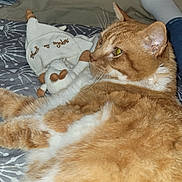 Guismo participe au concours pour gagner de l'argent avec cette photo : bedspread, cat, comfort, cozy, ear, feline, foot, fur, home, indoor, lying_down, orange_cat, patterned_bedspread, person, pet, relaxed, sock, stuffed_toy, whiskers, white_cat