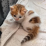 Zidane participe au concours pour gagner de l'argent avec cette photo : animal, cat, closeup, cozy, crate, curious, cute, fur, furry, indoor, kitten, orange, pet, resting, sleepy, small, soft, towel, white, young