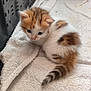 animal, cat, closeup, cozy, crate, curious, cute, fur, furry, indoor, kitten, orange, pet, resting, sleepy, small, soft, towel, white, young