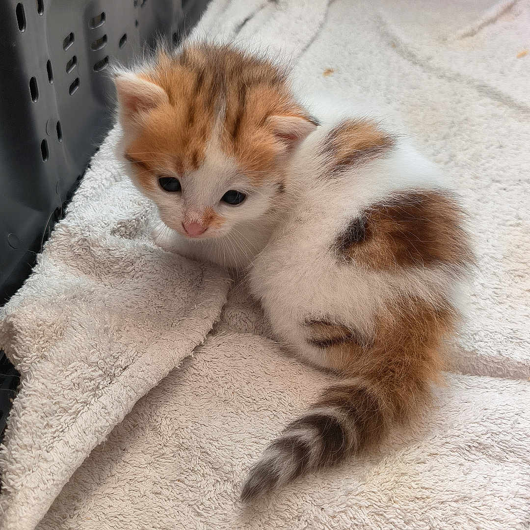 Zidane