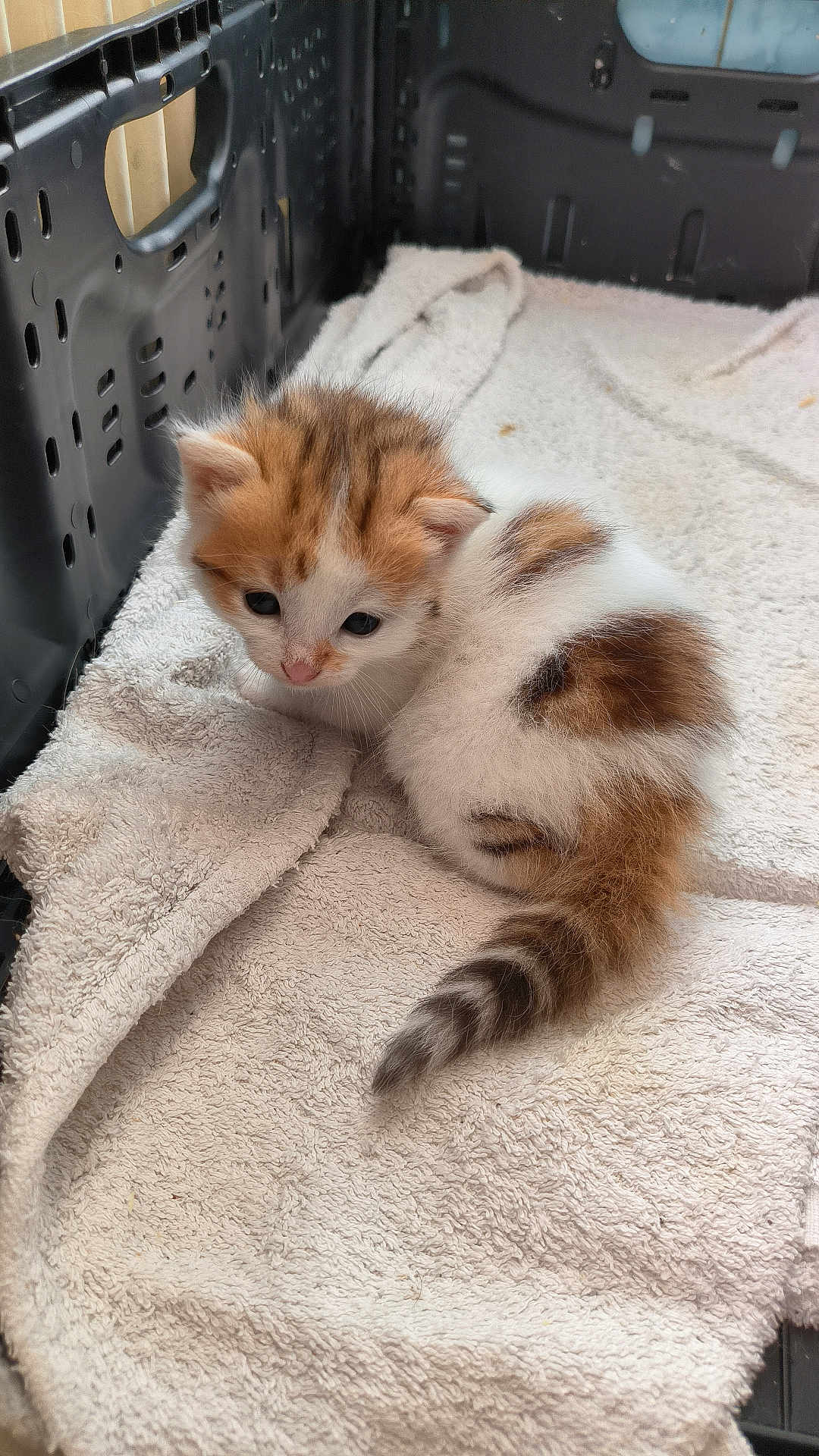 Zidane