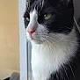 animal, black_and_white, calm, cat, close_up, curious, domestic_cat, focused, fur, green_eyes, indoor, looking_out, pet, pink_nose, portrait, quiet, side_view, soft_light, whiskers, window