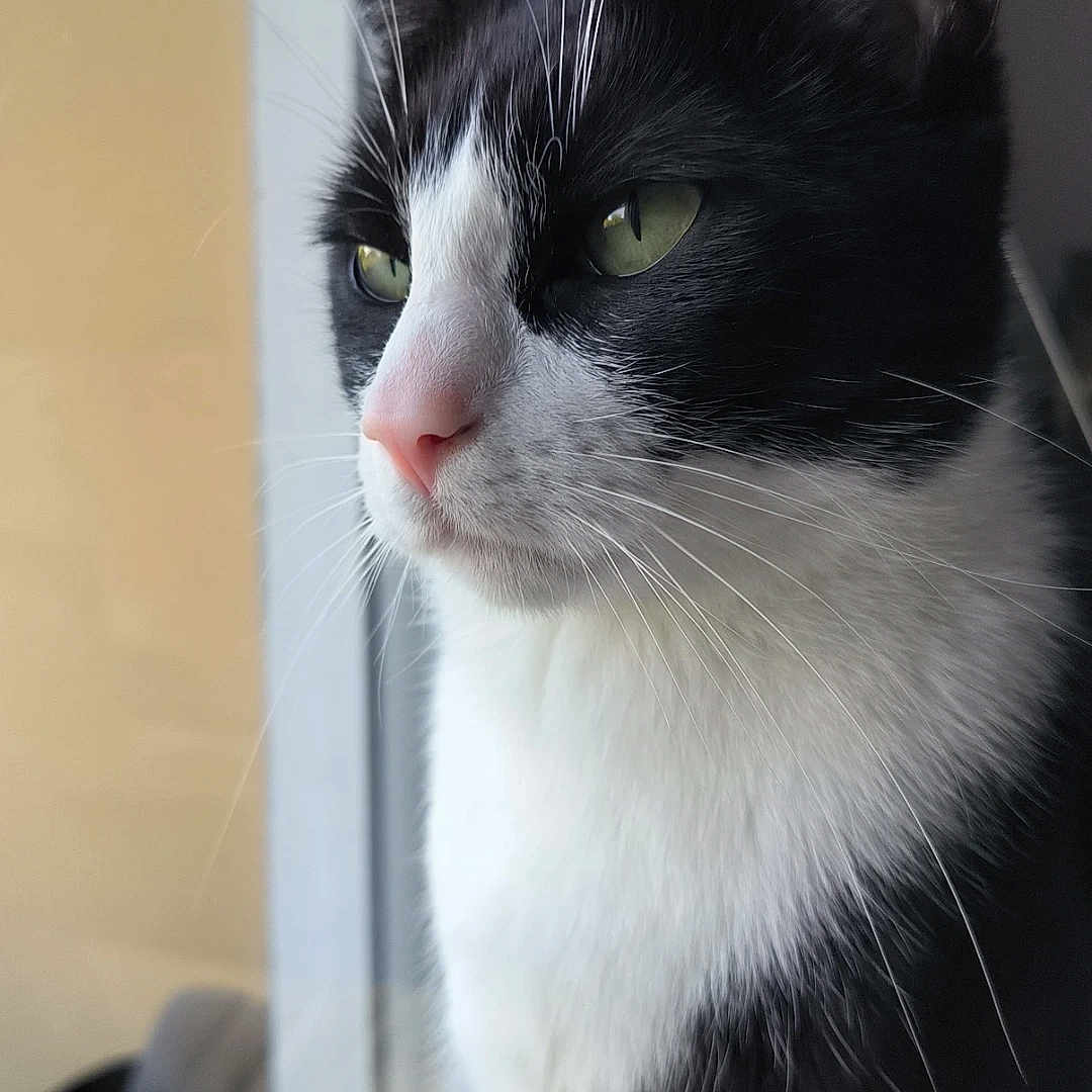 Tyson