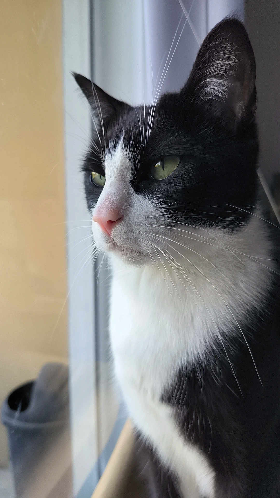 Tyson