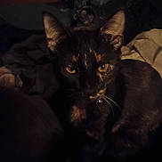 Blackie is registered to the contest to win money with this photo: cat, tortoiseshell, pet, animal, indoor, fabrics, clothes, dark, shadow, yellow_eyes, whiskers, ears, face, fur, domestic, feline, sitting, looking, closeup, quiet