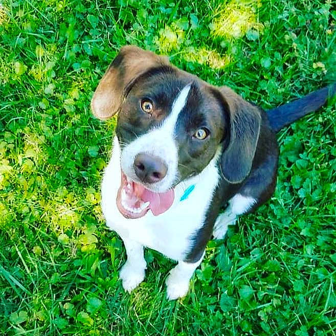 Kipper is registered to the contest to win money with this photo: beagador, beagle, canidae, carnivore, companion_dog, dog, dog_breed, grass, harrier, hunting_dog, mammal, pocket_beagle, puppy, rare_breed_dog, serbian_tricolour_hound, sporting_group, treeing_walker_coonhound, vertebrate