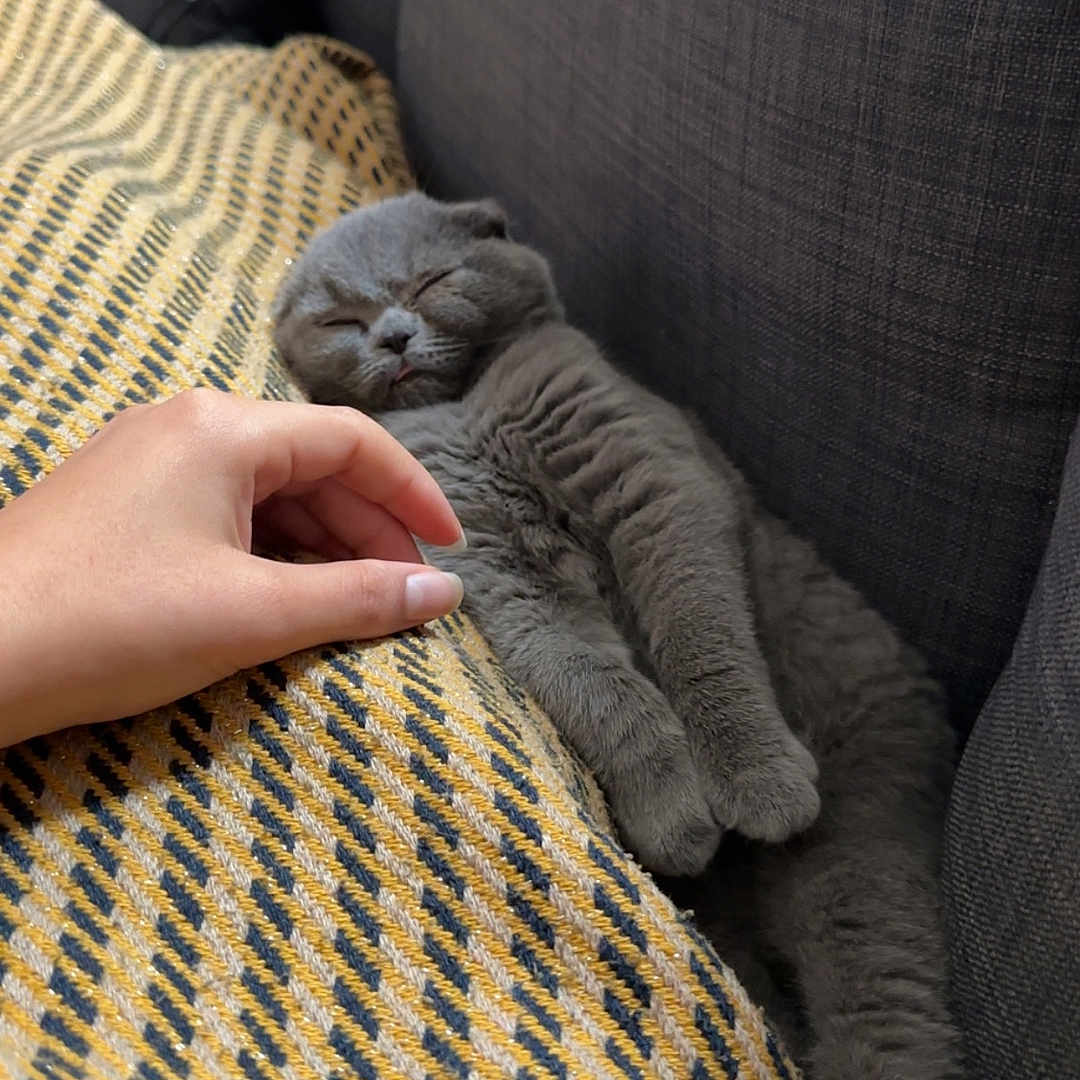 Yara a rejoint le concours — aidez-le/la à gagner de superbes lots ! abyssinian, animal, armchair, baby, blanket, bodypart, cat, chair, couch, cushion, finger, furniture, hand, homedecor, kitten, linen, manx, person, pet, sleeping