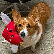 Bella joined the competition — help win amazing prizes! animal, brown_fur, companion, corgi, cute, dog, domestic, ears, floor, fur, indoor, looking_up, pet, pet_toy, playful, plush_toy, smiling_toy, tile_floor, toy, white_markings