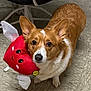 animal, brown_fur, companion, corgi, cute, dog, domestic, ears, floor, fur, indoor, looking_up, pet, pet_toy, playful, plush_toy, smiling_toy, tile_floor, toy, white_markings