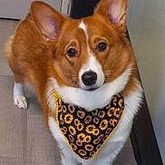 Bella joined the competition — help win amazing prizes! dog, corgi, bandana, sunflower_pattern, pet, indoor, floor, ears, fur, canine, animal, looking_up, standing, white_paws, brown_fur, black_nose, door, wall, curious, adorable