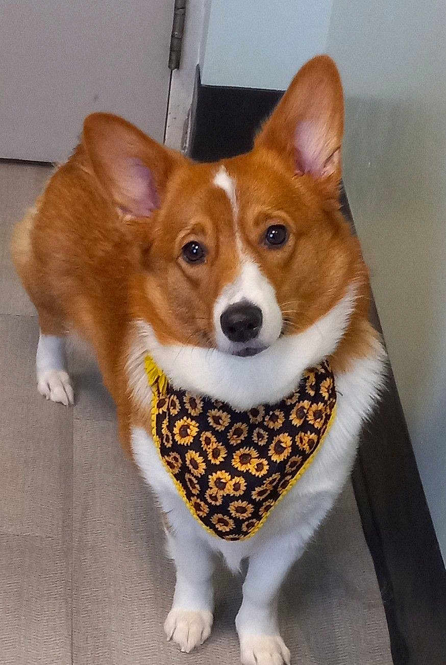 Bella joined the competition — help win amazing prizes! dog, corgi, bandana, sunflower_pattern, pet, indoor, floor, ears, fur, canine, animal, looking_up, standing, white_paws, brown_fur, black_nose, door, wall, curious, adorable