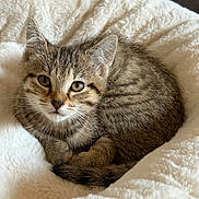 Abigail a rejoint le concours — aidez-le/la à gagner de superbes lots ! cat, kitten, tabby, animal, pet, feline, fluffy, fur, striped, blue_eyes, face, whiskers, ears, nose, paws, curled_up, sleeping, blanket, cozy, indoor