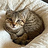 cat, kitten, tabby, animal, pet, feline, fluffy, fur, striped, blue_eyes, face, whiskers, ears, nose, paws, curled_up, sleeping, blanket, cozy, indoor