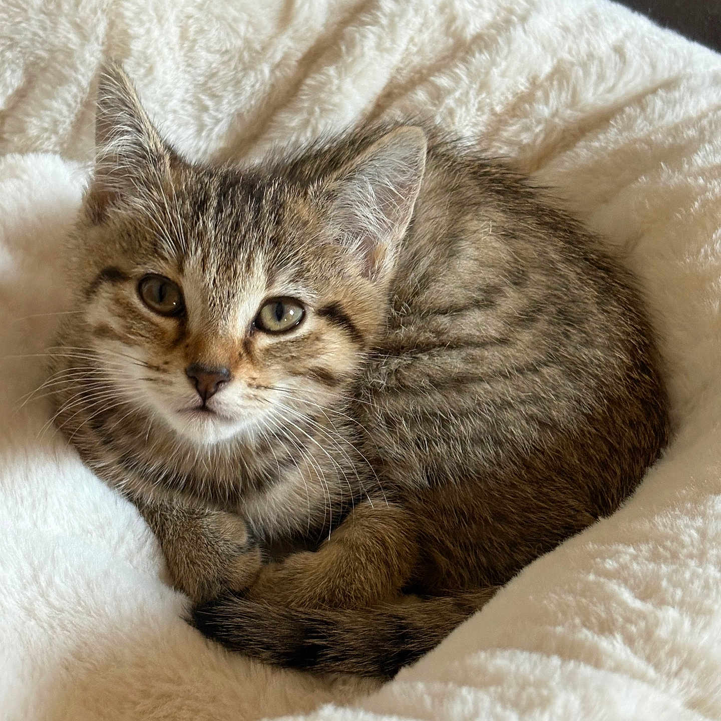 Abigail a rejoint le concours — aidez-le/la à gagner de superbes lots ! cat, kitten, tabby, animal, pet, feline, fluffy, fur, striped, blue_eyes, face, whiskers, ears, nose, paws, curled_up, sleeping, blanket, cozy, indoor