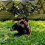 Jake a rejoint le concours — aidez-le/la à gagner de superbes lots ! animal, brindle, collar, daylight, dog, fence, garden, grass, greenery, leaf, nature, outdoor, pet, plant, resting, rope_toy, summer, sunlight, toy, trellis