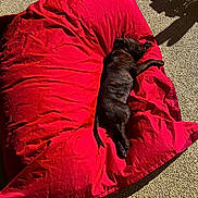 Jake a rejoint le concours — aidez-le/la à gagner de superbes lots ! animal, beanbag, brindle, comfort, daylight, dog, fur, grass, leisure, nature, outdoor, patio, pet, red, relaxing, resting, shadow, sleeping, summer, sunlight