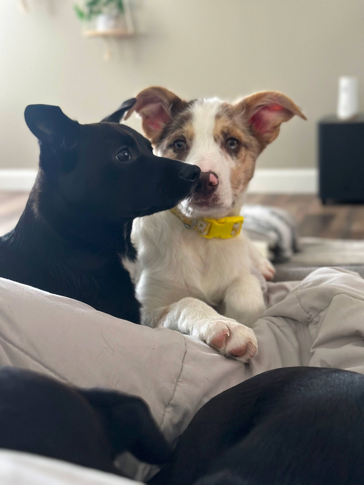 Estrella is registered to the contest to win money with this photo: canidae, carnivore, collar, comfort, companion_dog, dog, dog_breed, dog_collar, fawn, guard_dog, happy, non_sporting_group, puppy, sitting, snout, sporting_group, whiskers, working_animal, working_dog