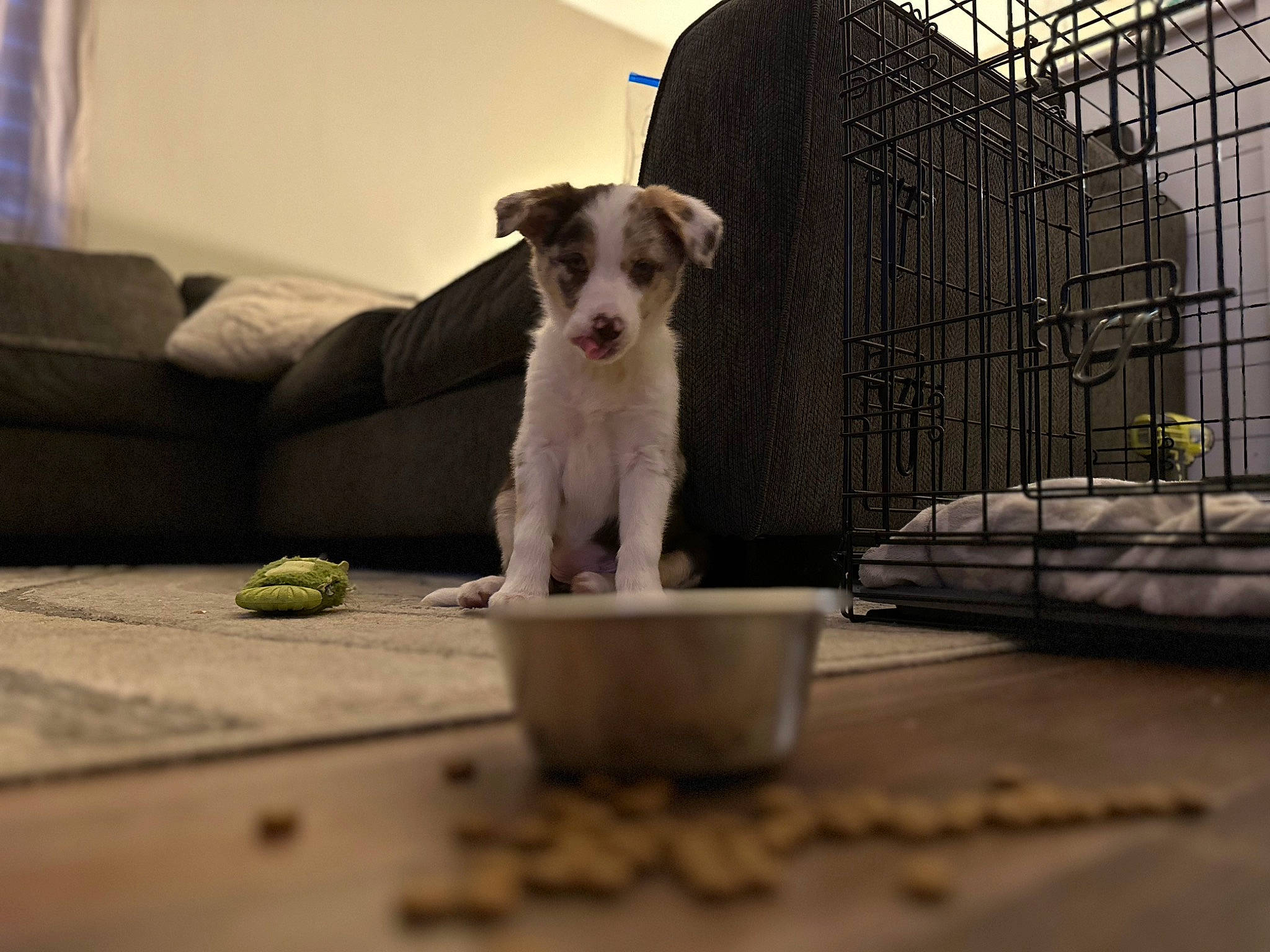 Estrella joined the competition — help win amazing prizes! carnivore, comfort, companion_dog, couch, dog, dog_breed, dog_supply, floor, flooring, fur, paw, pet_supply, plant, serveware, snout, sporting_group, tail, terrier, whiskers, working_animal