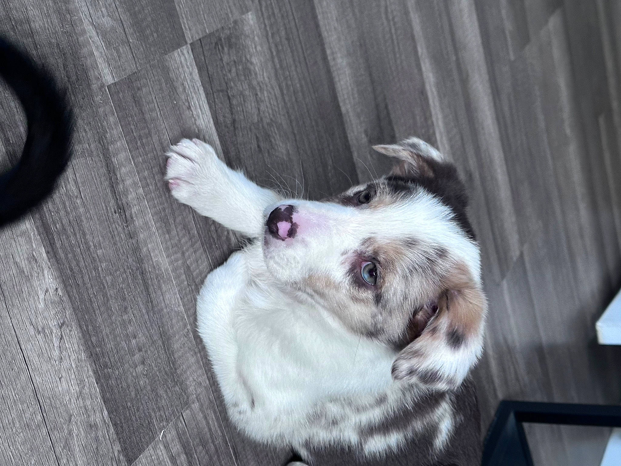 Estrella joined the competition — help win amazing prizes! canidae, carnivore, companion_dog, dog, dog_breed, fawn, felidae, flooring, fur, hardwood, non_sporting_group, paw, small_to_medium_sized_cats, snout, sporting_group, tail, whiskers, wood, working_animal, working_dog