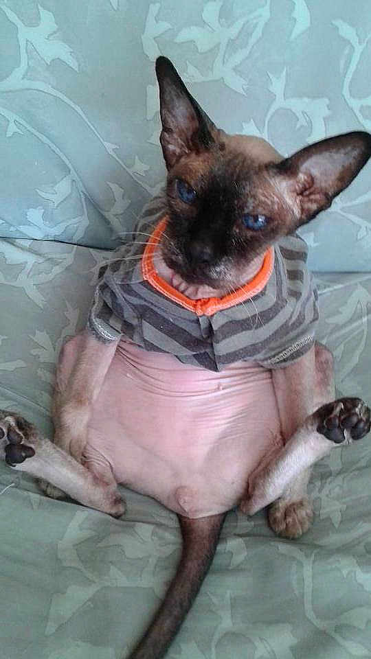 Zak