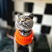 Earl Grey joined the competition — help win amazing prizes! cat, gray_cat, orange_sweater, knitted_clothing, pet, feline, amber_eyes, portrait, indoor, cozy, curious, fluffy, domestic_animal, soft_focus, cute, animal, mammal, whiskers, collar, table