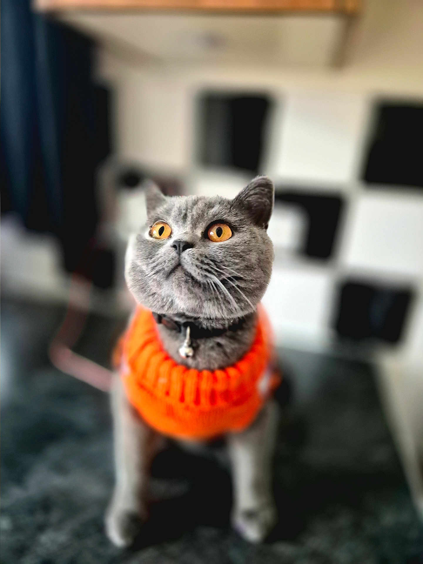 Earl Grey joined the competition — help win amazing prizes! cat, gray_cat, orange_sweater, knitted_clothing, pet, feline, amber_eyes, portrait, indoor, cozy, curious, fluffy, domestic_animal, soft_focus, cute, animal, mammal, whiskers, collar, table