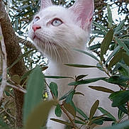 Bianca participe au concours pour gagner de l'argent avec cette photo : cat, kitten, white_cat, animal, pet, feline, blue_eyes, pink_nose, whiskers, ears, fur, portrait, close_up, outdoors, tree, branches, leaves, foliage, nature, curious