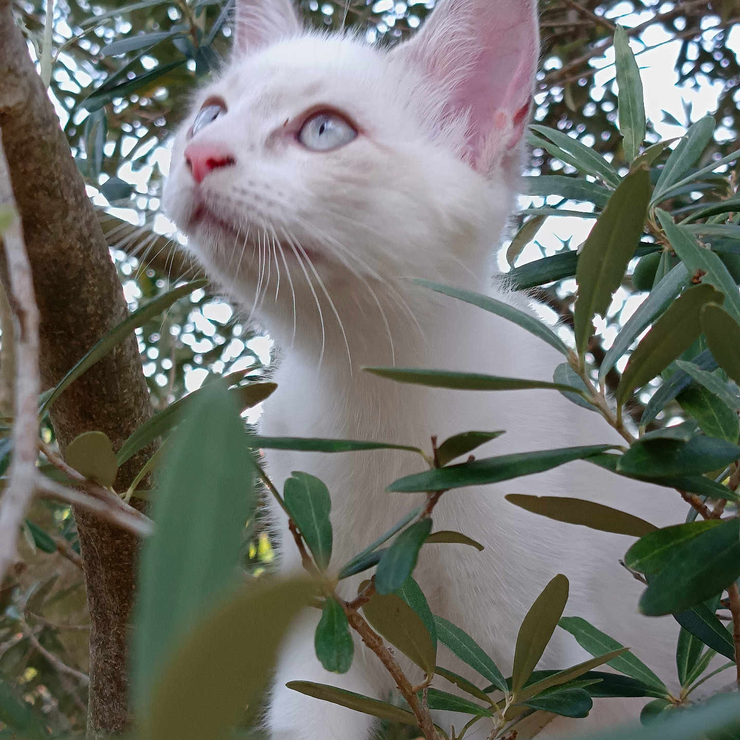 Bianca participe au concours pour gagner de l'argent avec cette photo : cat, kitten, white_cat, animal, pet, feline, blue_eyes, pink_nose, whiskers, ears, fur, portrait, close_up, outdoors, tree, branches, leaves, foliage, nature, curious