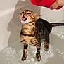 cat, wet, bathtub, water, pet, animal, tabby, stripes, paw, fur, mouth_open, drinking, hand, red_cup, indoor, bath, expression, shiny, reflection, shadow
