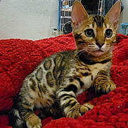 Kenai joined the competition — help win amazing prizes! cat, kitten, bengal, pet, animal, feline, tabby, striped, indoor, blanket, red, cute, young, whiskers, ears, paw, fur, curious, playful, cozy