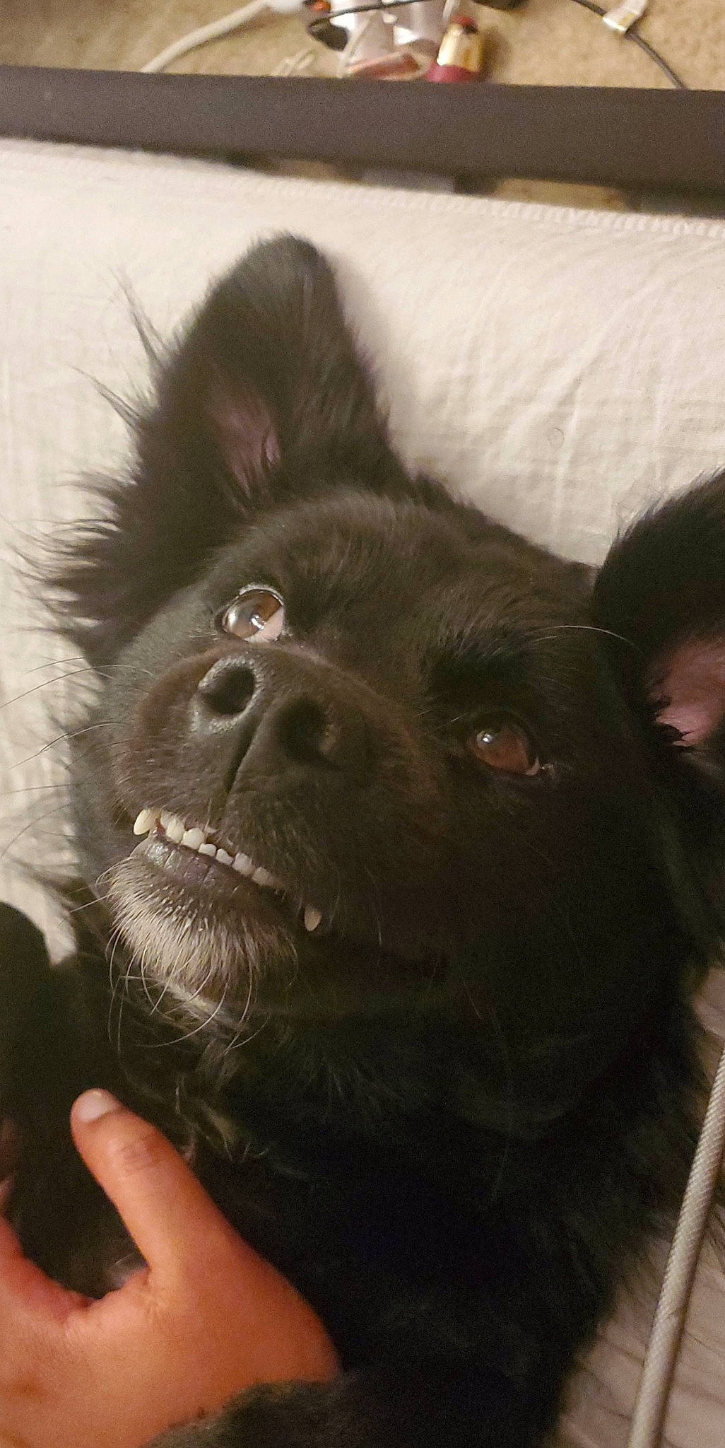 Knight is registered to the contest to win money with this photo: canidae, carnivore, companion_dog, dog, dog_breed, ear, mammal, non_sporting_group, nose, pomeranian, puppy, rare_breed_dog, schipperke, snout, sporting_group, vertebrate