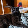 animal, black_cat, blanket, cat, closeup, cozy, domestic, feline, fur, heart_pattern, home, indoor, mammal, pet, portrait, relaxed, resting, soft_light, stretching, whiskers