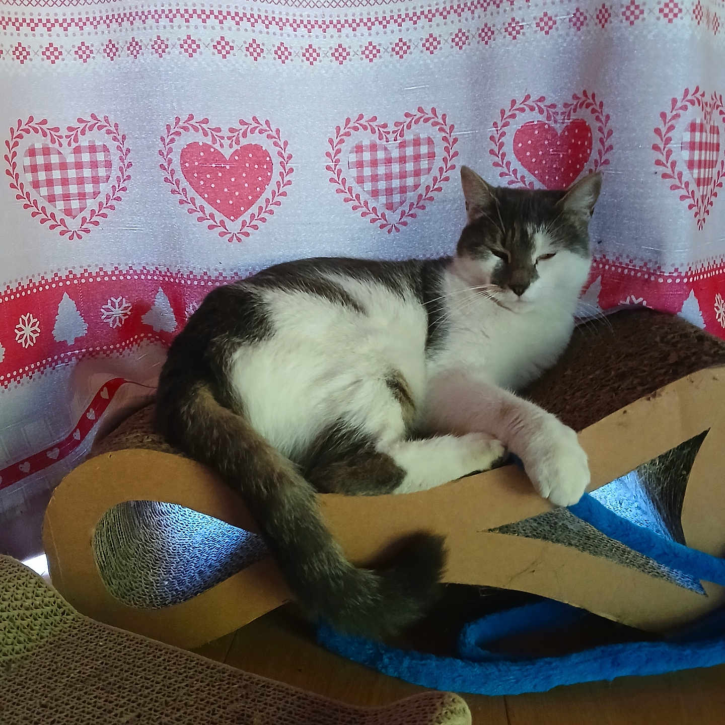 Tweety participe au concours pour gagner de l'argent avec cette photo : animal, cardboard_scratch_pad, cat, cozy, curtain, feline, floor, heart_pattern, home, indoor, paw, pet, relaxed, resting, sleepy, striped, tabby, tail, white_fur, wooden_floor