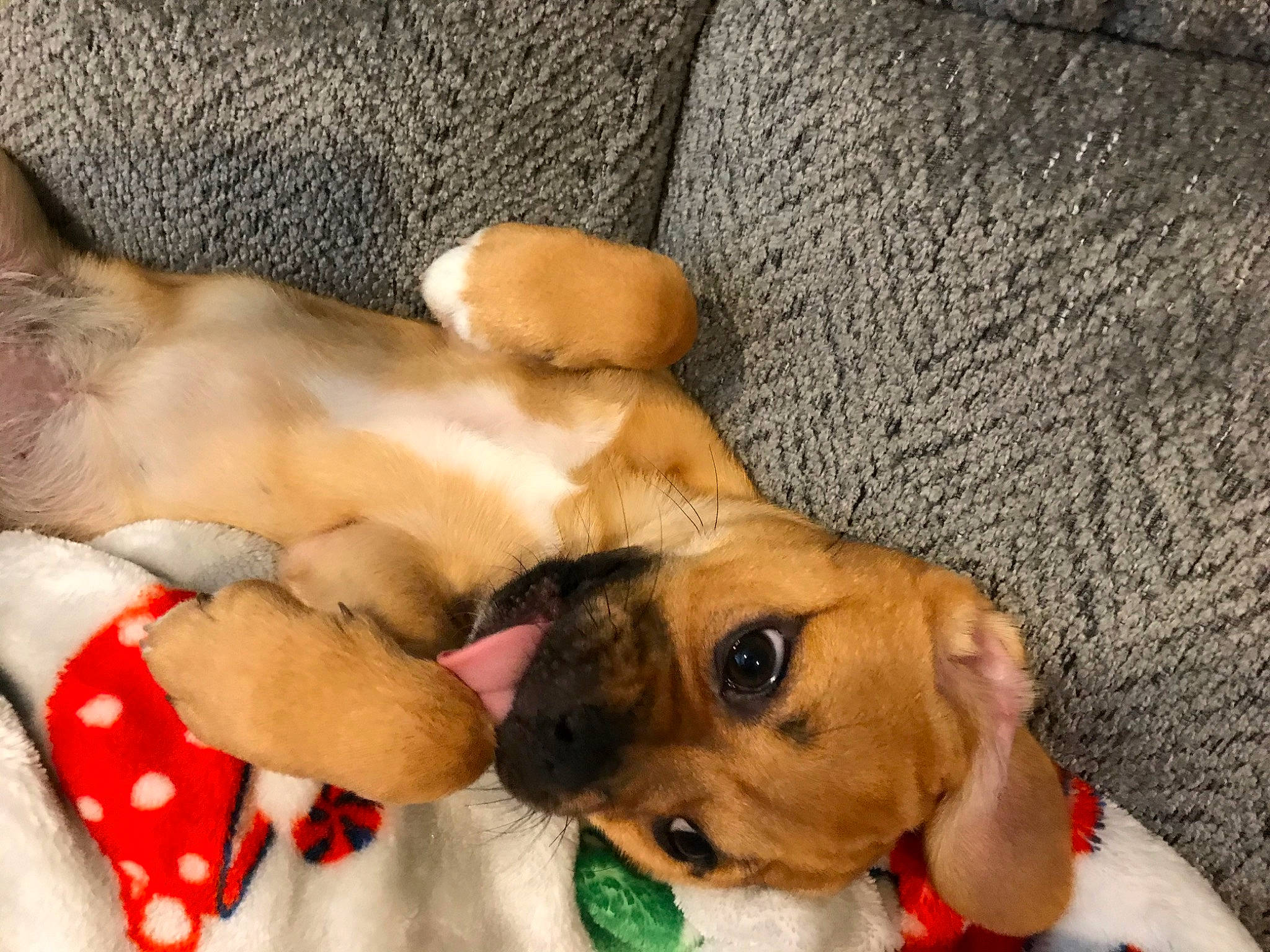 Lulu is registered to the contest to win money with this photo: beagador, canidae, carnivore, companion_dog, dachshund, dog, dog_breed, fawn, feist, mammal, paw, puppy, puppy_love, snout, vertebrate