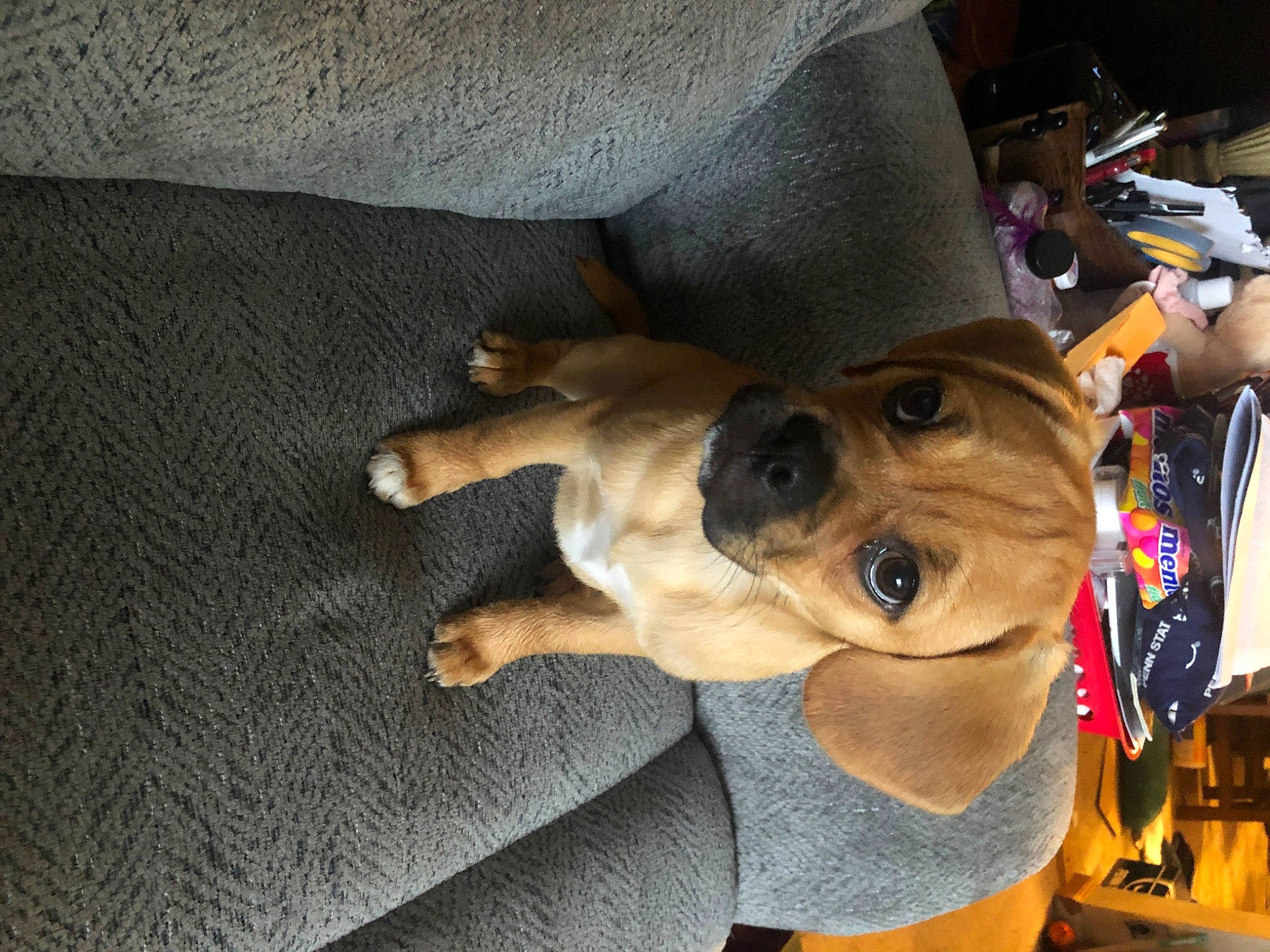 Lulu joined the competition — help win amazing prizes! canidae, carnivore, companion_dog, dog, dog_breed, fawn, mammal, puppy, puppy_love, snout