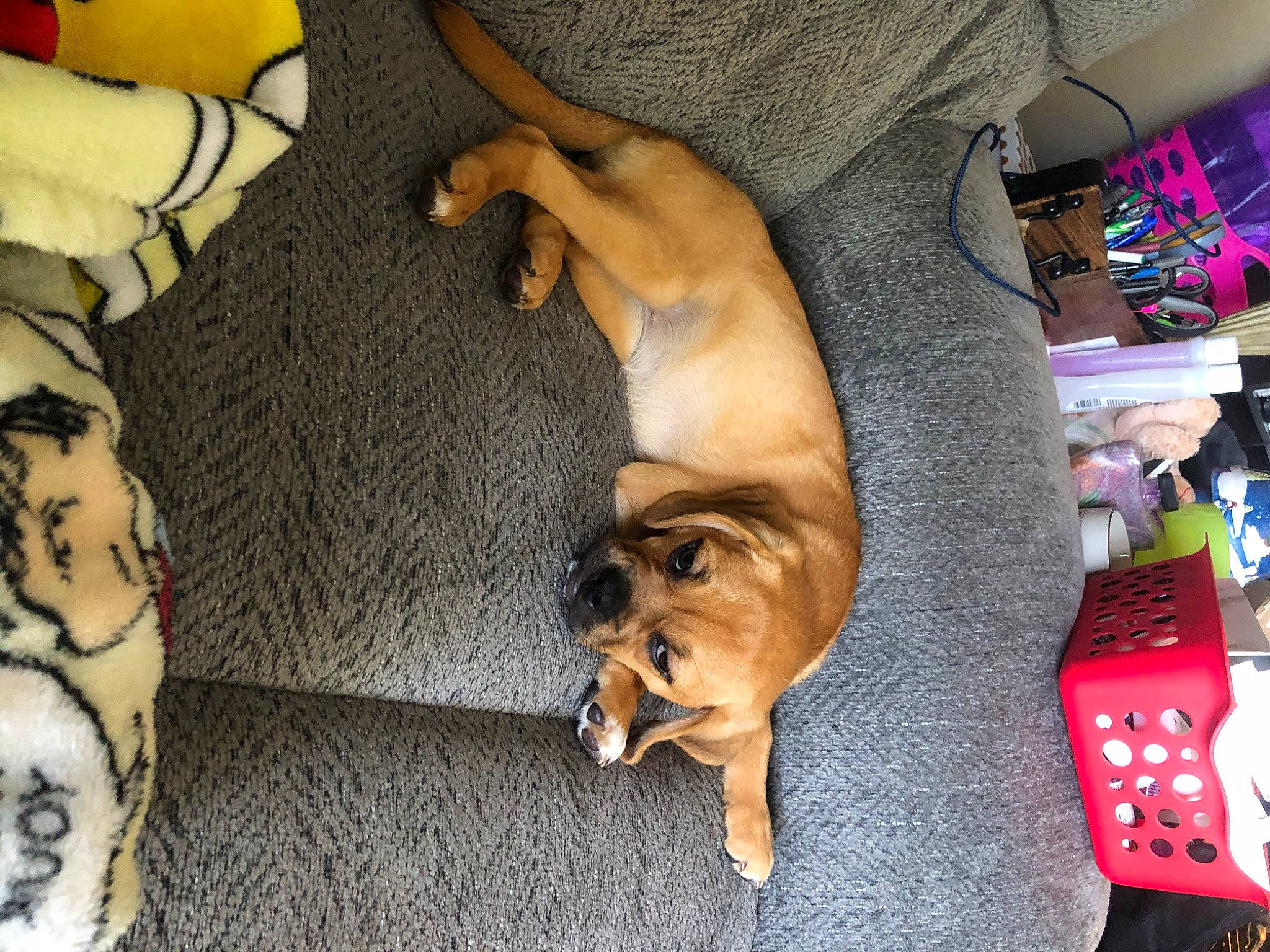 Lulu joined the competition — help win amazing prizes! boxer, bullmastiff, canidae, carnivore, companion_dog, dog, dog_breed, dogue_de_bordeaux, fawn, guard_dog, non_sporting_group, puggle, puppy, puppy_love, rhodesian_ridgeback, tosa