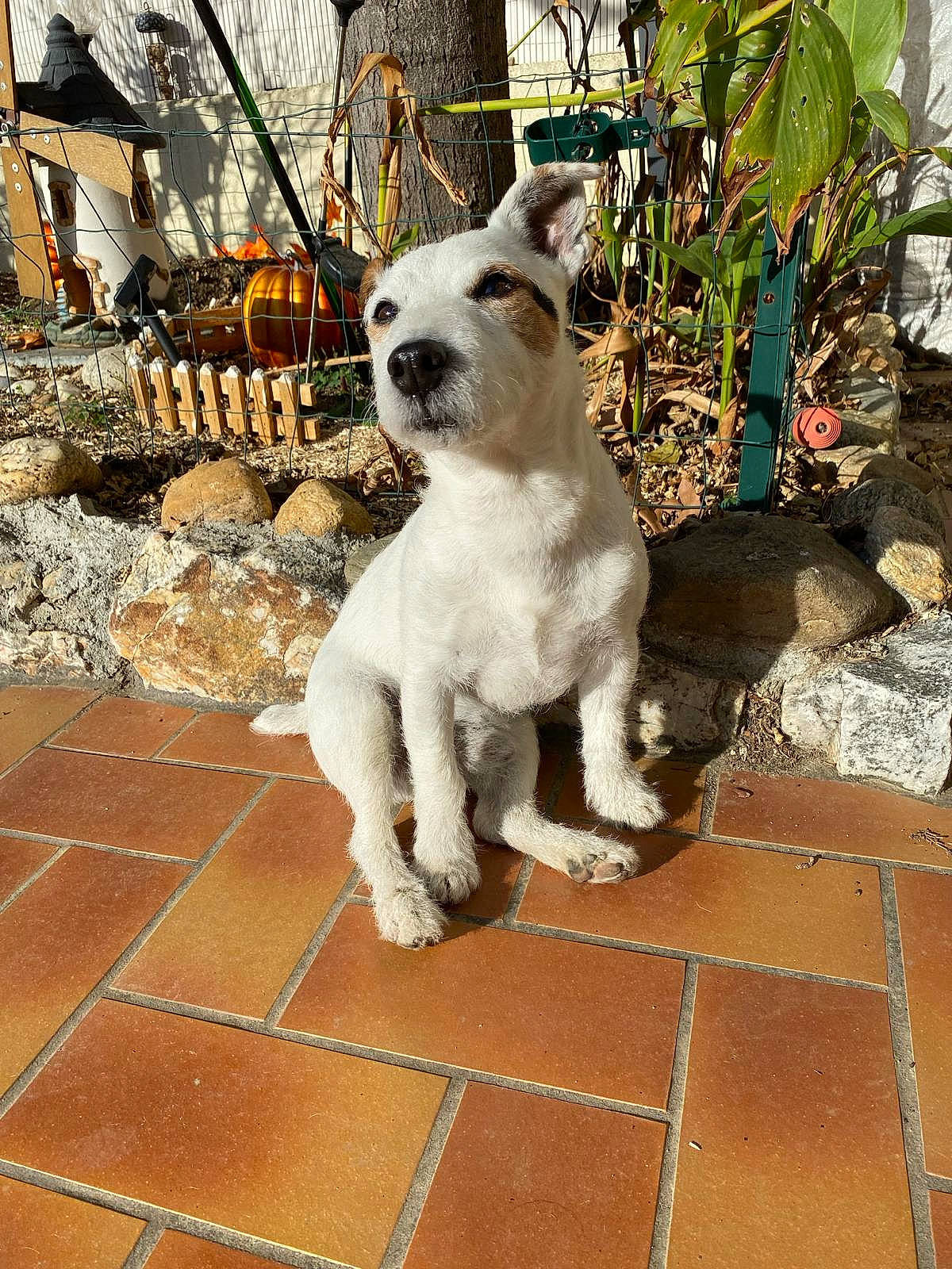 Samy participe au concours pour gagner de l'argent avec cette photo : canidae, carnivore, cobblestone, companion_dog, dog, dog_breed, fashion_accessory, fawn, flooring, fur, pet_supply, plant, road_surface, sidewalk, snout, sporting_group, tail, toy_dog, tree, working_animal