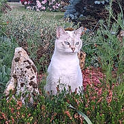 Opium participe au concours pour gagner de l'argent avec cette photo : cat, white_cat, blue_eyes, garden, flowers, greenery, plants, bush, rocks, nature, outdoor, flora, foliage, animal, pet, calm, sitting, serene, wildlife, daylight