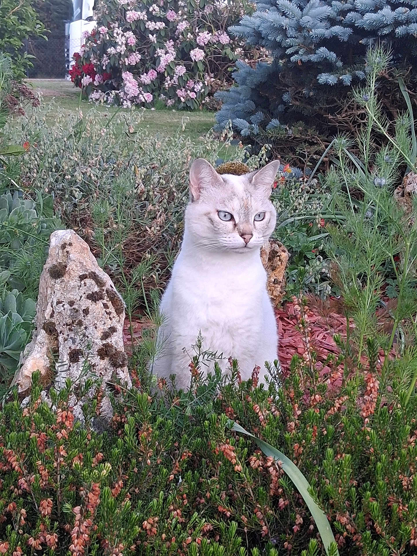 Opium participe au concours pour gagner de l'argent avec cette photo : cat, white_cat, blue_eyes, garden, flowers, greenery, plants, bush, rocks, nature, outdoor, flora, foliage, animal, pet, calm, sitting, serene, wildlife, daylight