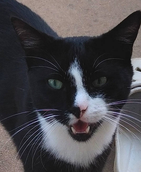 Samba a rejoint le concours — aidez-le/la à gagner de superbes lots ! black_cat, carnivore, cat, comfort, domestic_short_haired_cat, eye, felidae, fur, hair, head, human_body, iris, leg, nose, paw, small_to_medium_sized_cats, snout, tail, whiskers, window