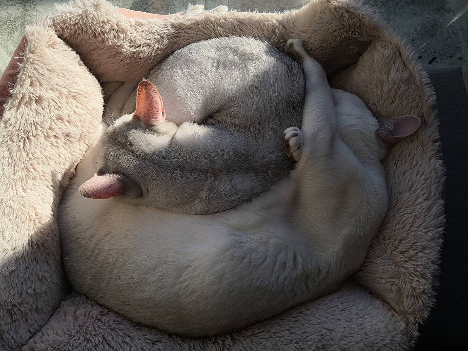 Iziz participe au concours pour gagner de l'argent avec cette photo : canidae, carnivore, cat, comfort, dog_breed, eye, fawn, felidae, fur, nap, non_sporting_group, paw, sleep, small_to_medium_sized_cats, sporting_group, tail, terrestrial_animal, whiskers