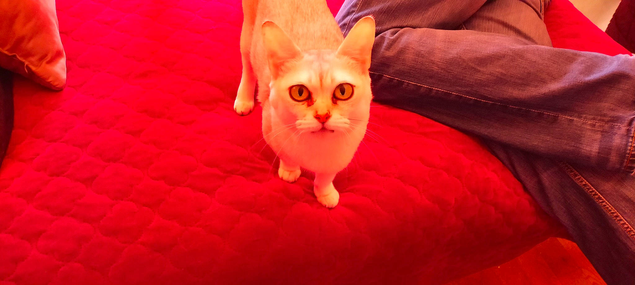 Iziz participe au concours pour gagner de l'argent avec cette photo : carnivore, cat, comfort, couch, domestic_short_haired_cat, fawn, felidae, flooring, fur, magenta, orange, paw, peach, red, small_to_medium_sized_cats, snout, tail, textile, toy, whiskers