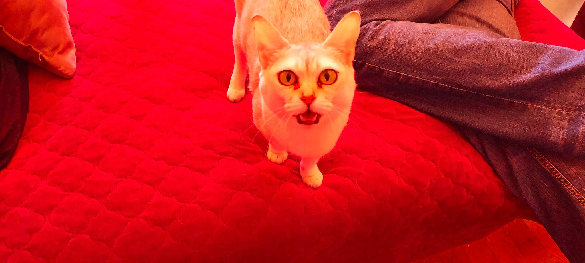 Iziz a rejoint le concours — aidez-le/la à gagner de superbes lots ! carnivore, cat, close_up, comfort, companion_dog, couch, dog_breed, eye, fawn, felidae, glasses, head, human_body, orange, paw, small_to_medium_sized_cats, snout, tail, toy, whiskers