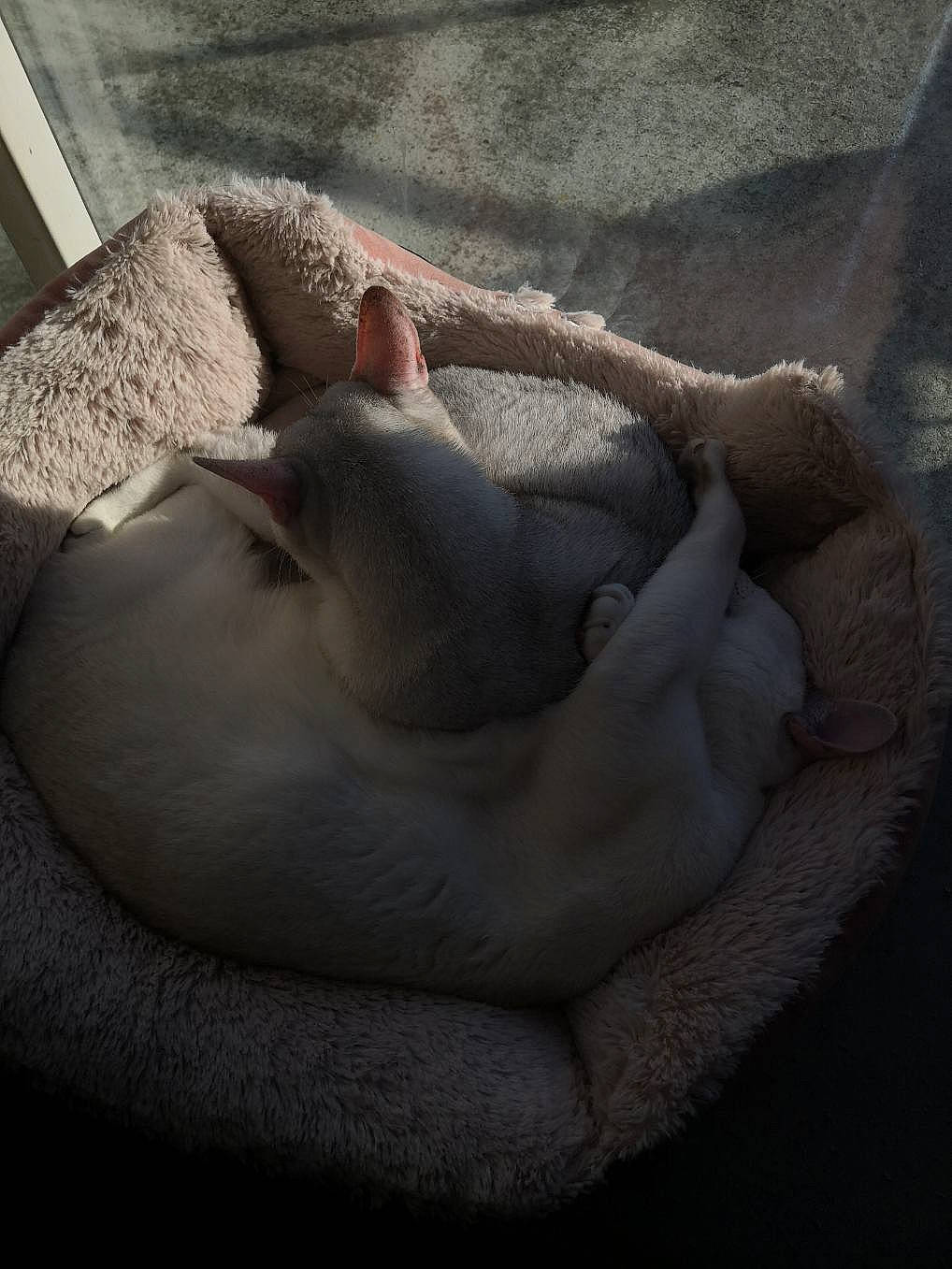 Iziz participe au concours pour gagner de l'argent avec cette photo : canidae, carnivore, cat, cat_bed, cat_supply, comfort, companion_dog, dog_breed, domestic_short_haired_cat, fawn, felidae, fur, grey, jaw, linens, paw, small_to_medium_sized_cats, snout, tail, whiskers